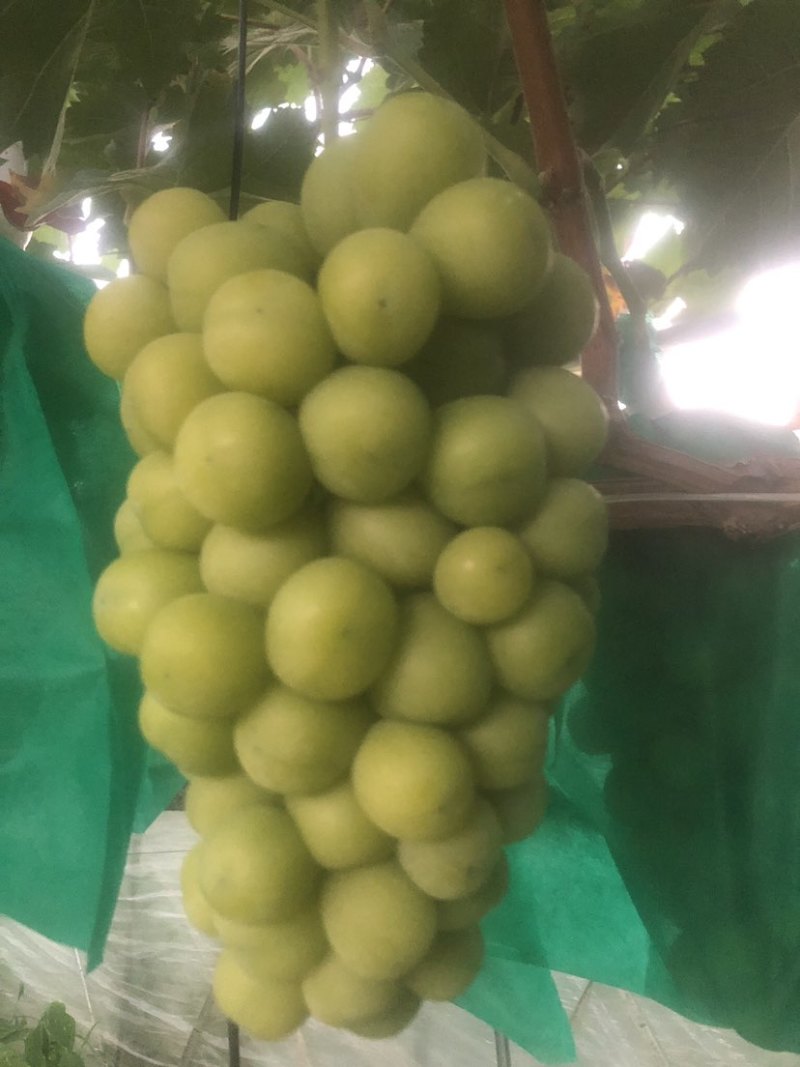阳光玫瑰葡萄