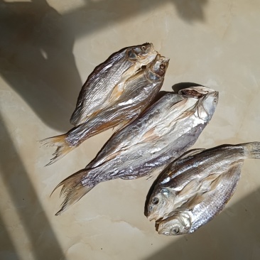鄱阳湖野生小鳡鱼，小翘嘴鱼