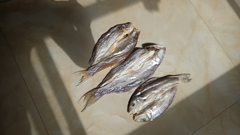 鄱阳湖野生小鳡鱼，小翘嘴鱼