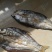 鄱阳湖野生小鳡鱼，小翘嘴鱼