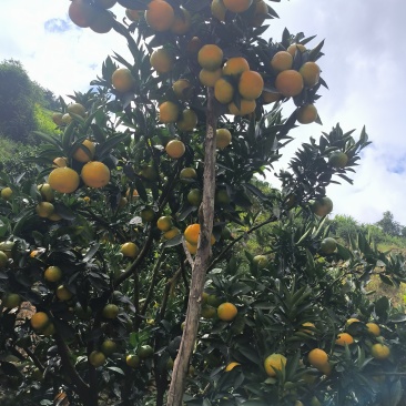 云南高山蜜桔