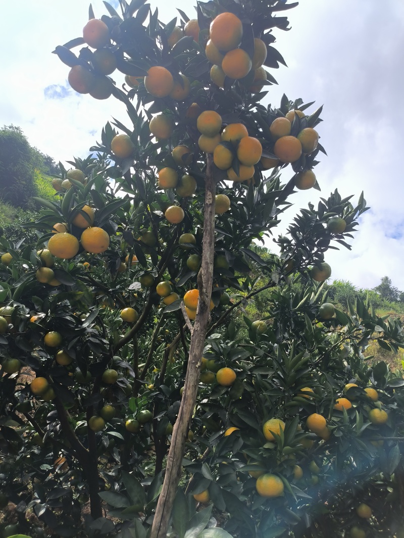 云南高山蜜桔