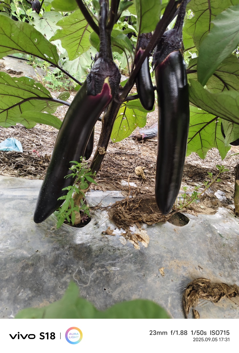 吉林茄子上市了