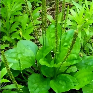 车前草