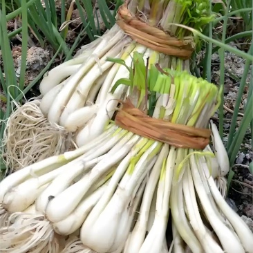 荞头