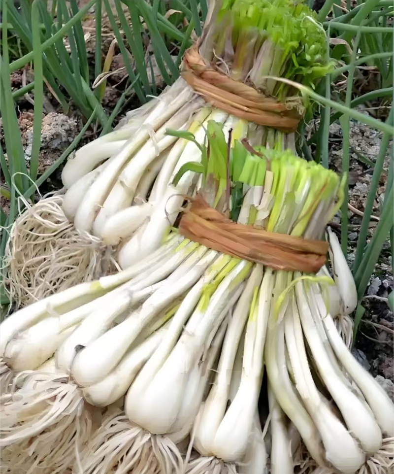 荞头