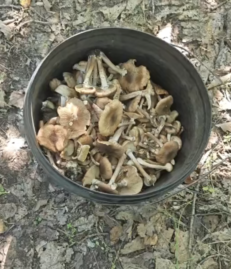 黑龙江野生榛蘑