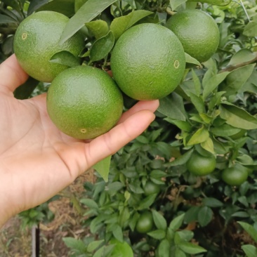柑橘🍊