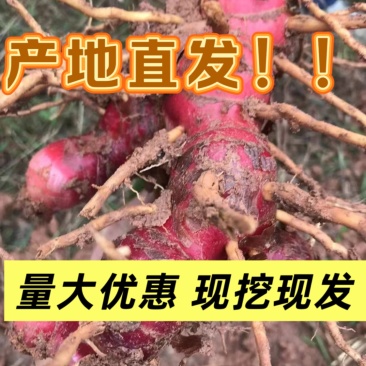 优质红皮南姜产地源头现挖现发支持视频量大优惠好品质南姜