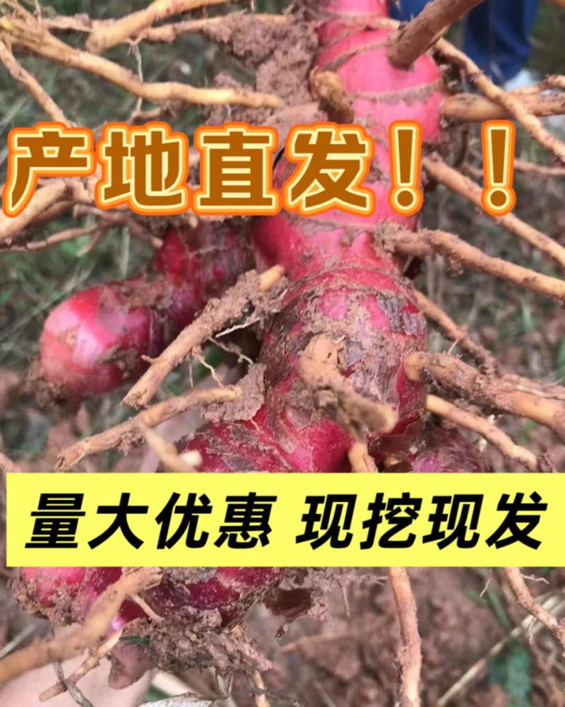 优质红皮南姜产地源头现挖现发支持视频量大优惠好品质南姜