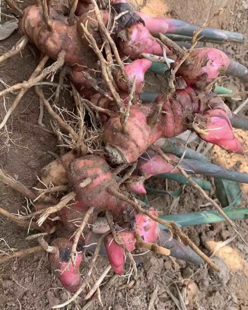 优质红皮南姜产地源头现挖现发支持视频量大优惠好品质南姜