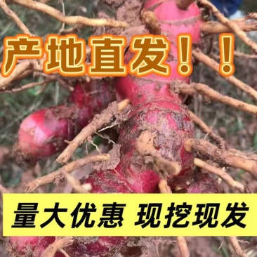 南姜