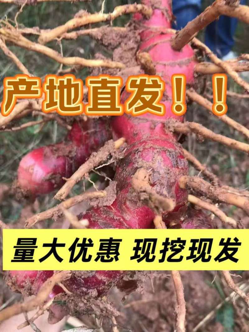 南姜