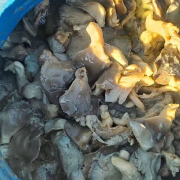 平菇盐水菇