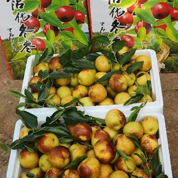 山东沾化大棚冬枣