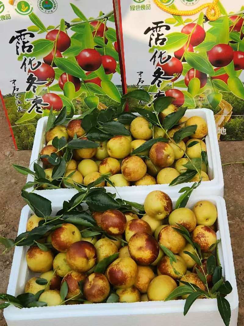 山东沾化大棚冬枣