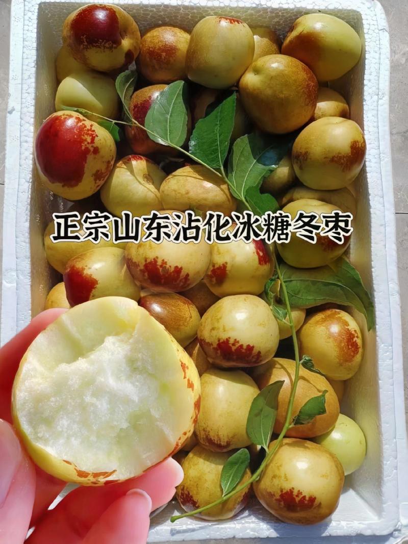 山东沾化大棚冬枣