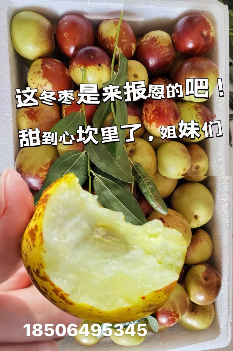 山东沾化大棚冬枣