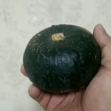 贝贝南瓜