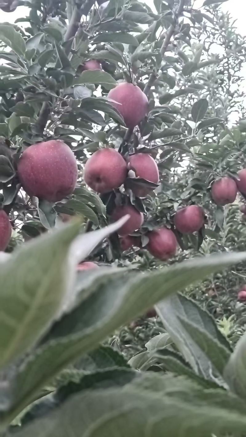 甘肃天水麦积区新阳镇花牛苹果先已大量上市，有需求的老板，
