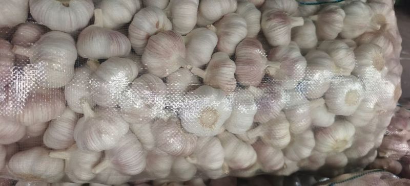 紫皮蒜4.5规格的