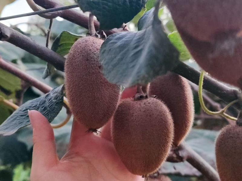 西安周至翠重猕猴桃
