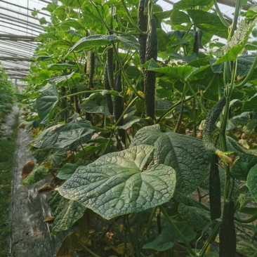 鲜花黄瓜密刺中小条黄瓜量大交通方便