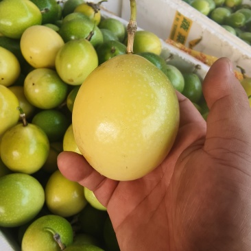 黄金百香果–钦蜜九号