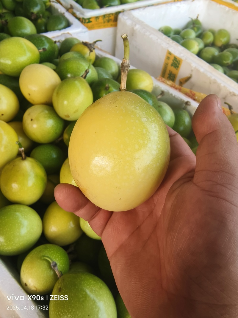 黄金百香果–钦蜜九号