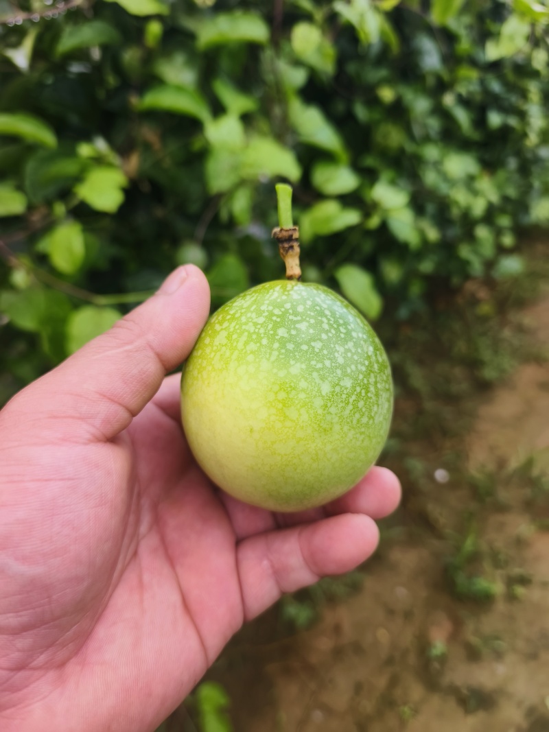 黄金百香果–钦蜜九号