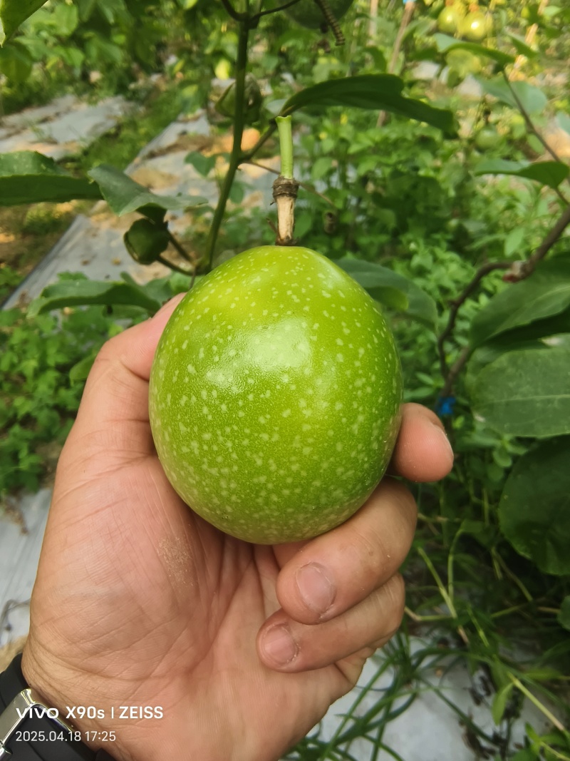 黄金百香果–钦蜜九号