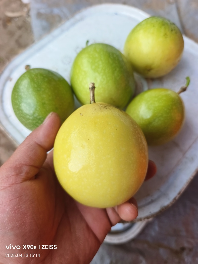 黄金百香果–钦蜜九号