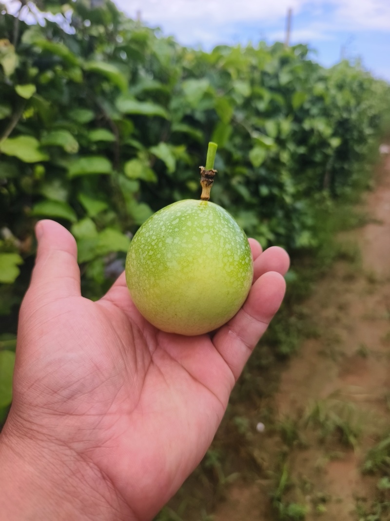黄金百香果–钦蜜九号