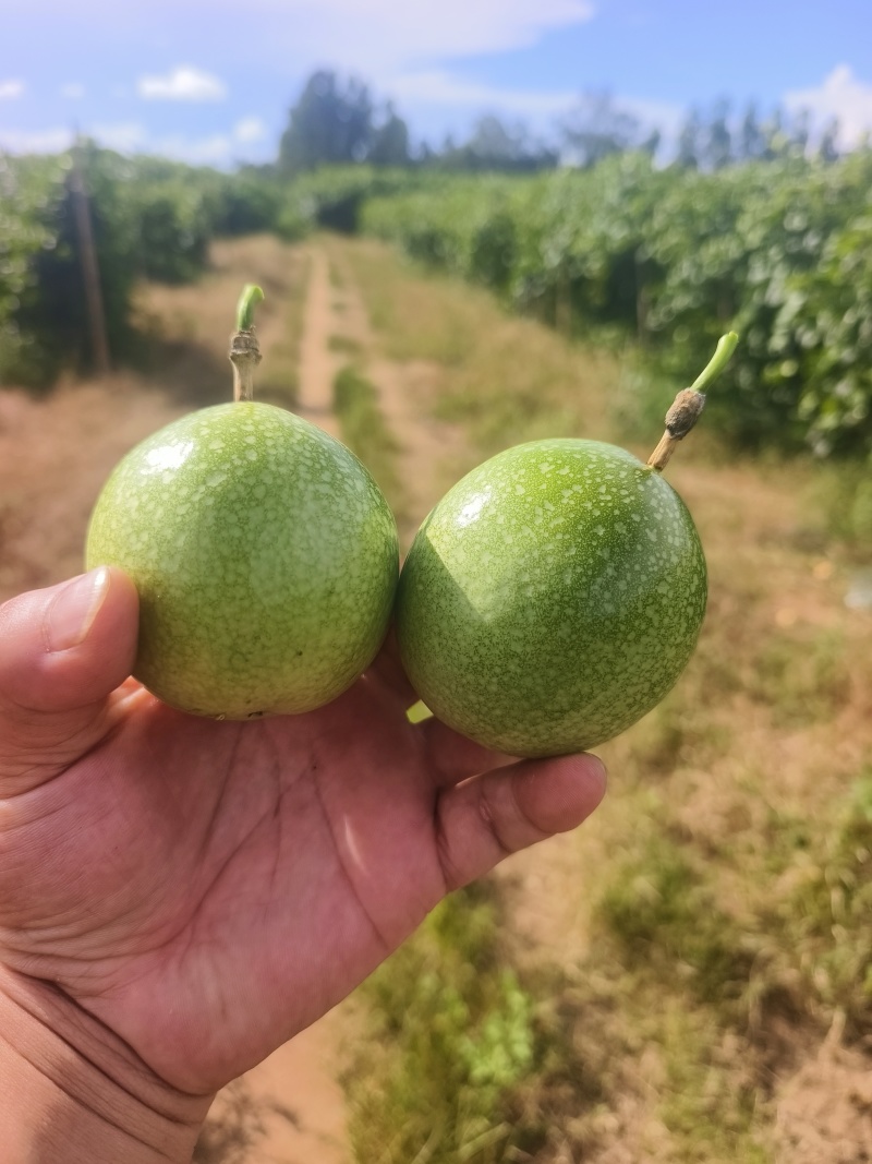 黄金百香果–钦蜜九号