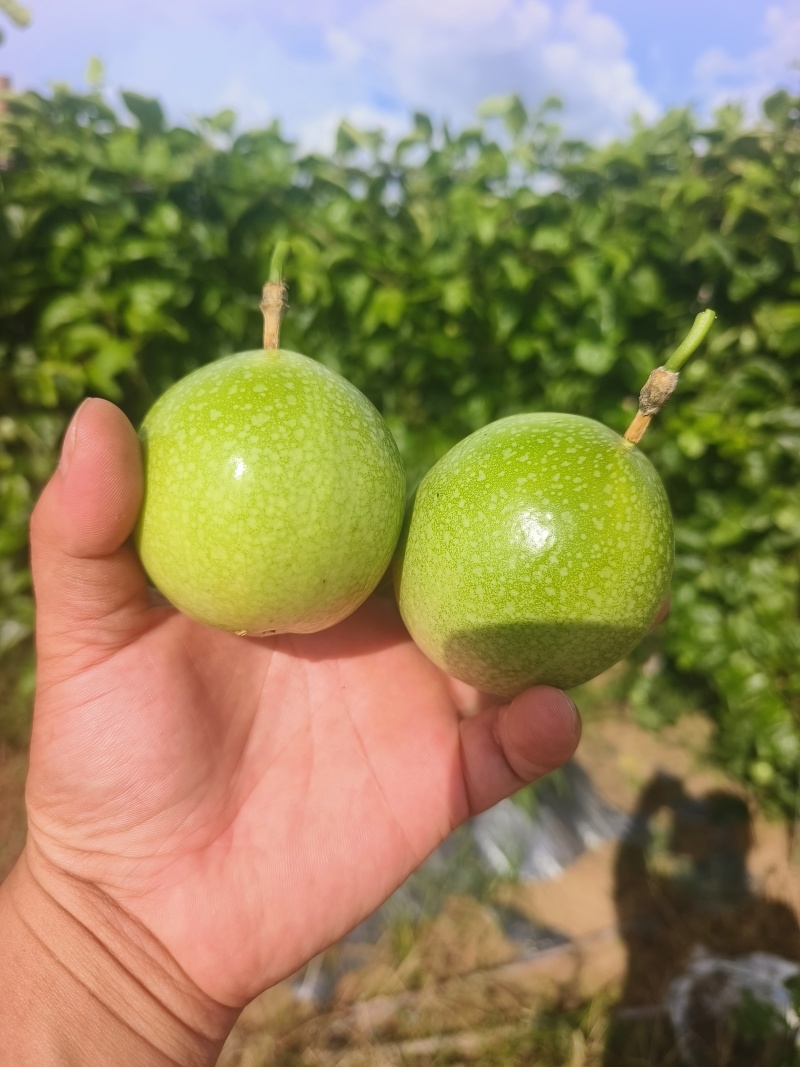 黄金百香果–钦蜜九号