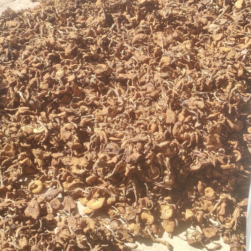 纯东北野生榛蘑