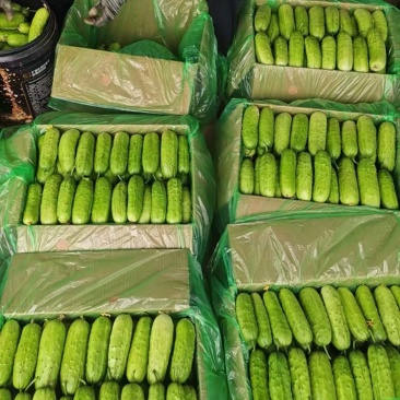 精品箱装黄瓜，大量上市