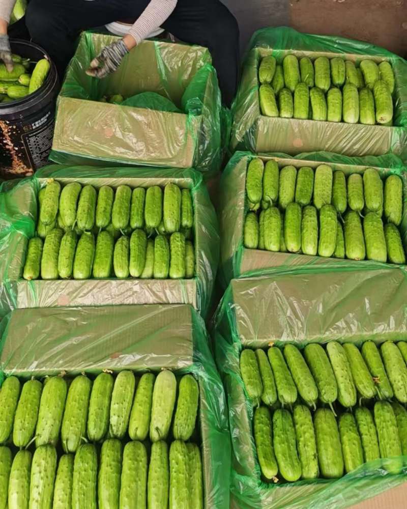 精品箱装黄瓜，大量上市