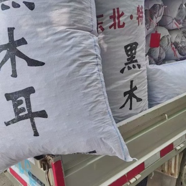 东北干木耳