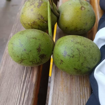 云南新鲜青皮核桃，泡核桃大量现货