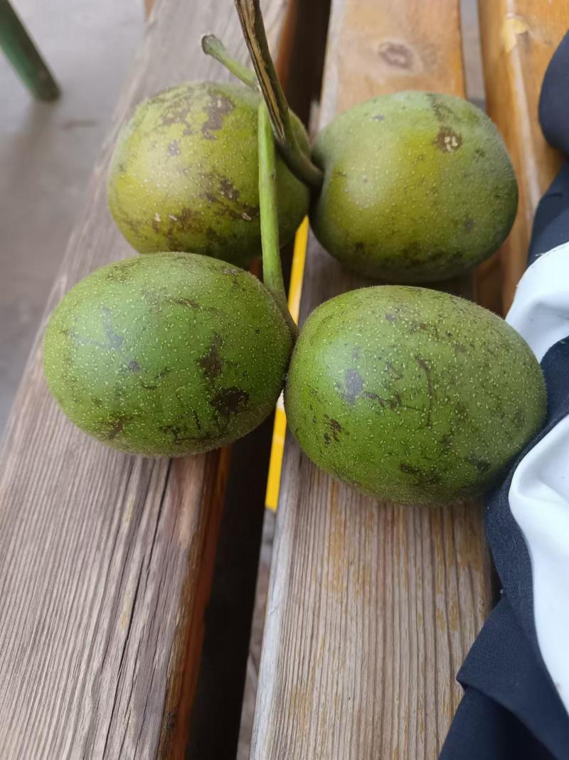 云南新鲜青皮核桃，泡核桃大量现货