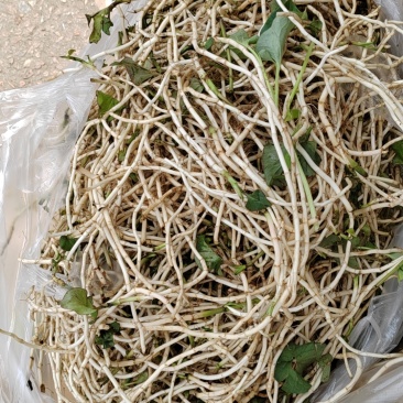 鱼腥草