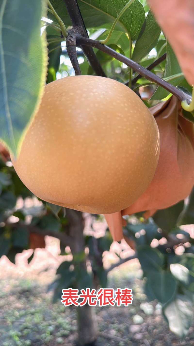 莱阳秋月梨