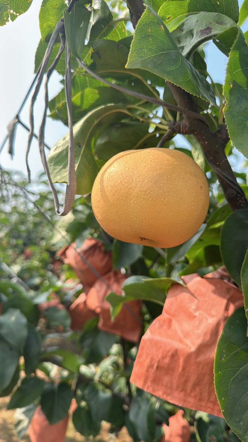 莱阳秋月梨