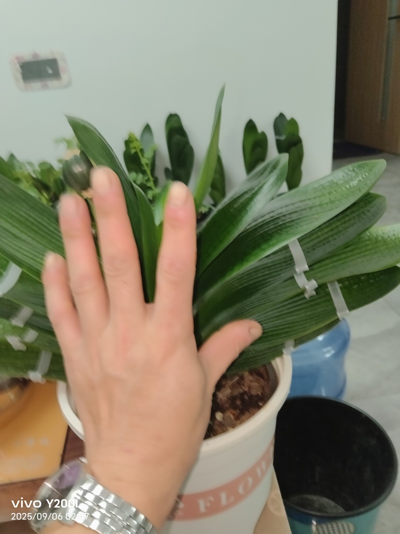 忍痛出君子兰