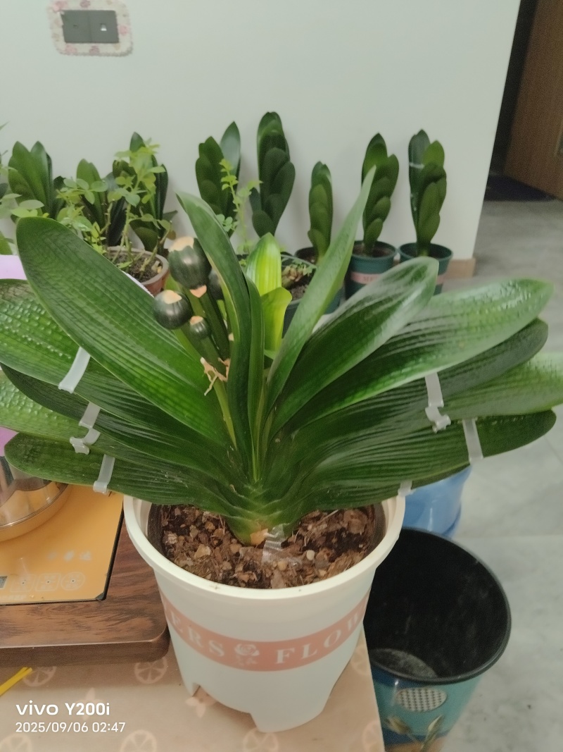 忍痛出君子兰