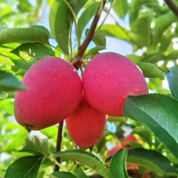 鸡心果