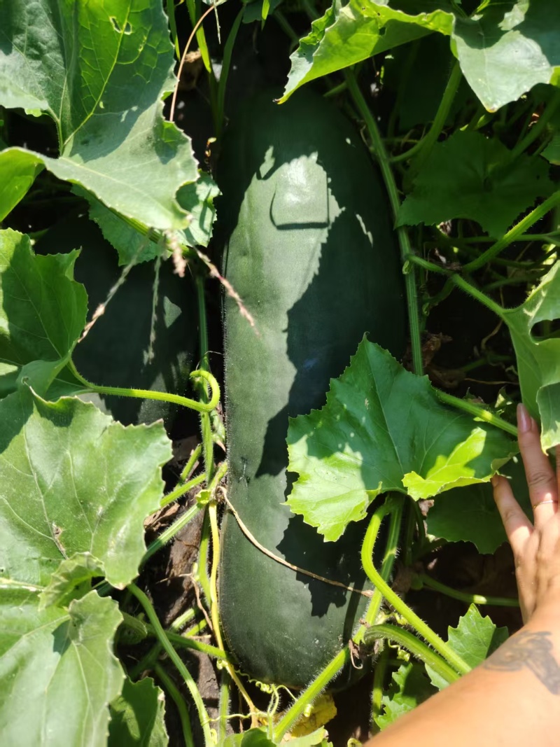 冬瓜