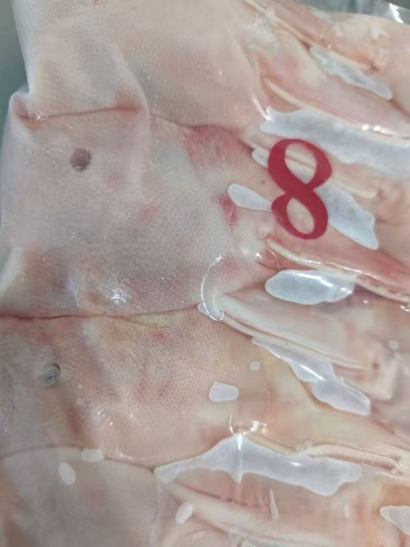 精品8头