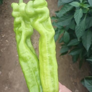 长年代收各种新鲜蔬菜